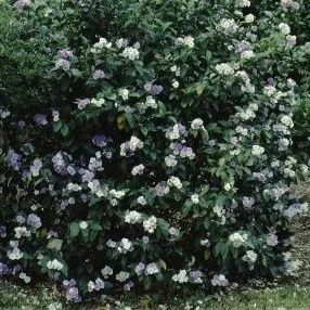 thumbnail for publication: Brunfelsia grandiflora Yesterday, Today, and Tomorrow